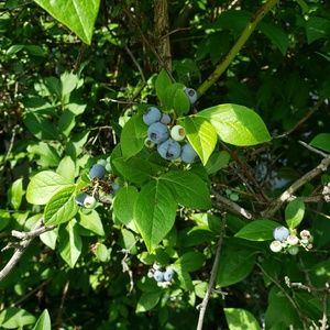 Meet your Posher, Shura